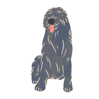 Irish Setter