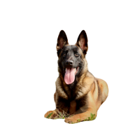 Malinois