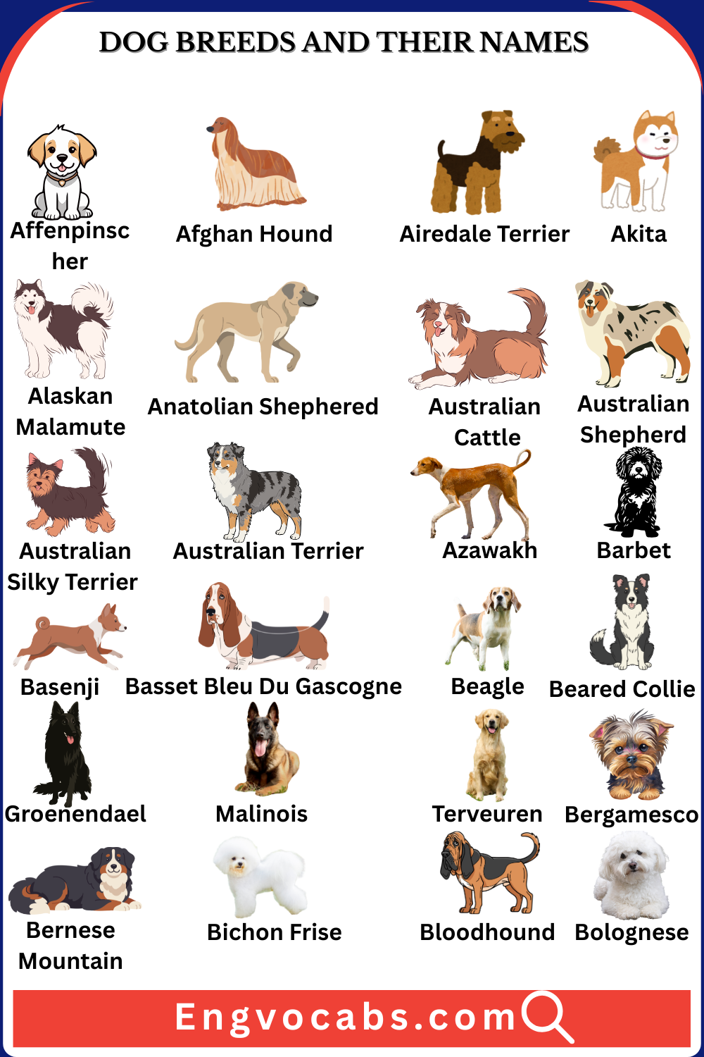 Dog Breeds and Their Names in English